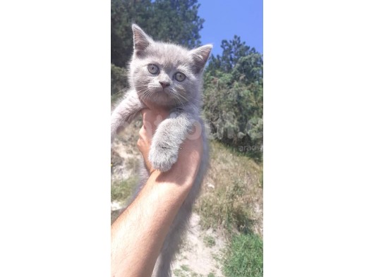 Scottish Fold & Scottis Straight & British Shorthair Yavrularımız Sizi Bekliyor. görsel