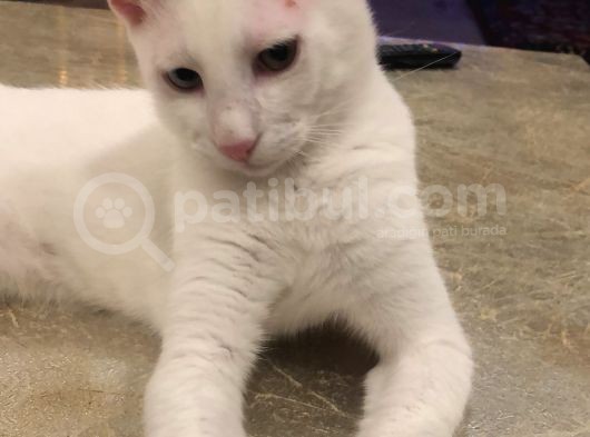 5 Aylık Iki Erkek Van Kedisi görsel