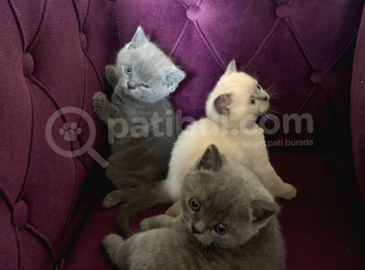 Yumoş Patiler görsel