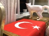 5 Aylık Iki Erkek Van Kedisi