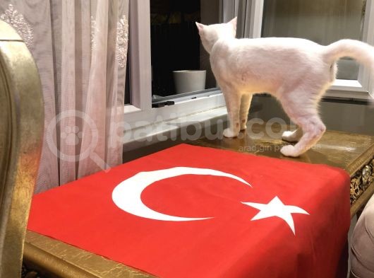5 Aylık Iki Erkek Van Kedisi görsel