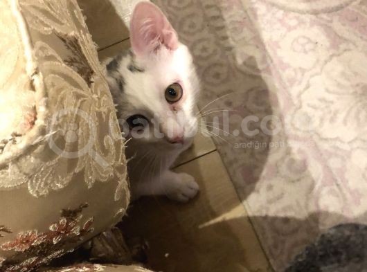 5 Aylık Iki Erkek Van Kedisi görsel