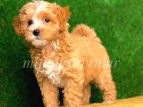 Maltipoo Adi Altinda Renkli Terrier Almayin