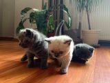 Yumoş Patiler