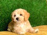 Orjinal Maltipoo Sahiplenmek İsteyenlere