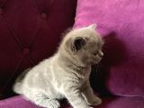 Yumoş Patiler