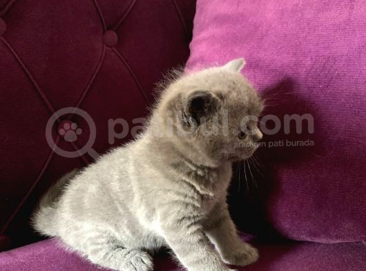 Yumoş Patiler görsel