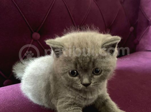 Yumoş Patiler görsel