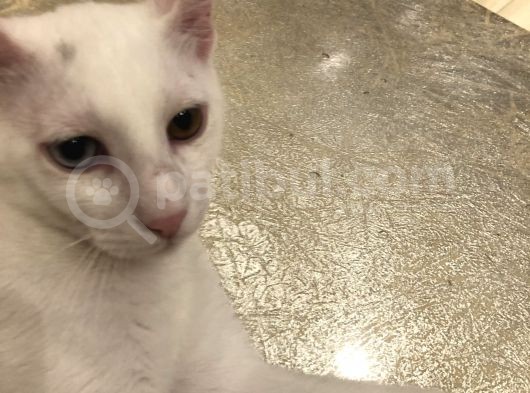 5 Aylık Iki Erkek Van Kedisi görsel