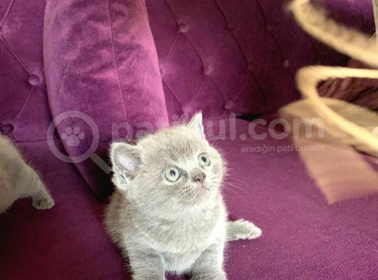 Yumoş Patiler görsel