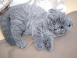 Anne Altından 1 Buçuk Aylık Gri Scottish Fold Kedi