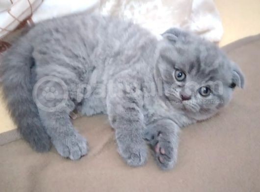Anne Altından 1 Buçuk Aylık Gri Scottish Fold Kedi