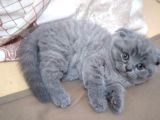 Anne Altından 1 Buçuk Aylık Gri Scottish Fold Kedi