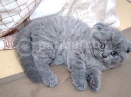 Anne Altından 1 Buçuk Aylık Gri Scottish Fold Kedi görsel