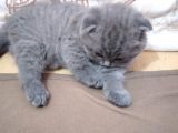 Anne Altından 1 Buçuk Aylık Gri Scottish Fold Kedi