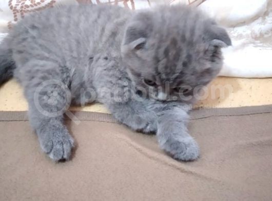 Anne Altından 1 Buçuk Aylık Gri Scottish Fold Kedi görsel