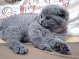 Anne Altından 1 Buçuk Aylık Gri Scottish Fold Kedi