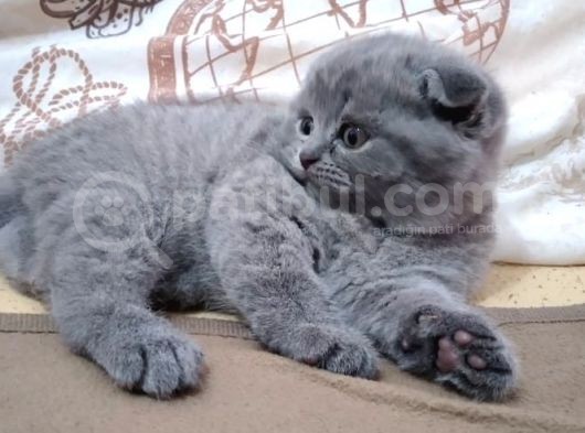 Anne Altından 1 Buçuk Aylık Gri Scottish Fold Kedi görsel