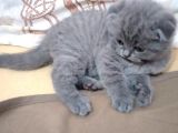 Anne Altından 1 Buçuk Aylık Gri Scottish Fold Kedi