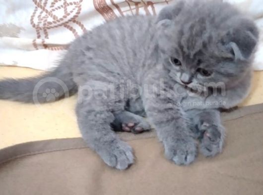 Anne Altından 1 Buçuk Aylık Gri Scottish Fold Kedi görsel