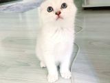 Scottish Fold Silver Aqua Eyes Erkek