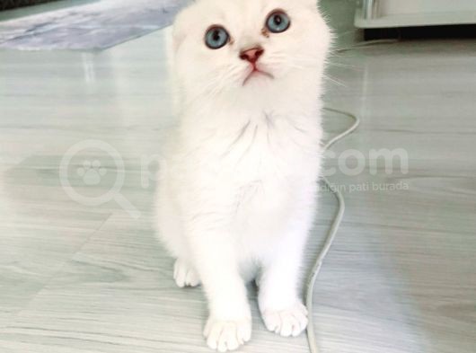 Scottish Fold Silver Aqua Eyes Erkek görsel