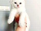 Scottish Fold Silver Aqua Eyes Erkek