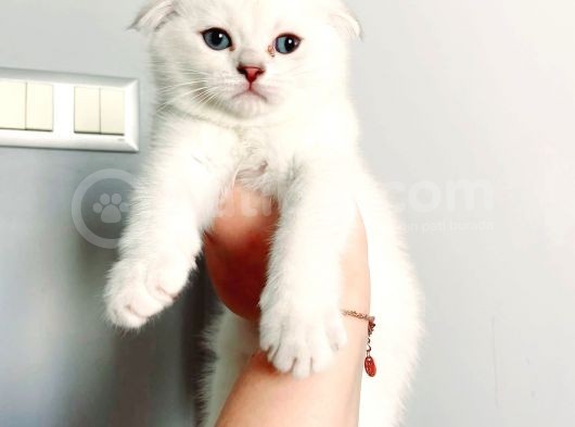 Scottish Fold Silver Aqua Eyes Erkek görsel