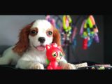 Cavalier King Charles