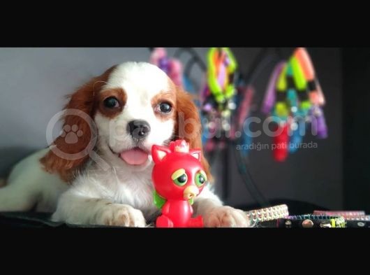 Cavalier King Charles