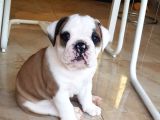 İngiliz Bulldog Yavrularım