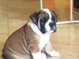 İngiliz Bulldog Yavrularım