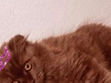 Scottish Fold Longhair Blue 4 Aylık Dişi Sıfır Kulak