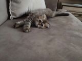 Veteriner Kontrollü aşılı Scottish Longhair/BluePoint Yavrular