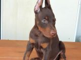 Üst Kalite Mikroçipli Secereli Doberman Yavruları