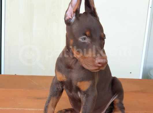 Üst Kalite Mikroçipli Secereli Doberman Yavruları görsel