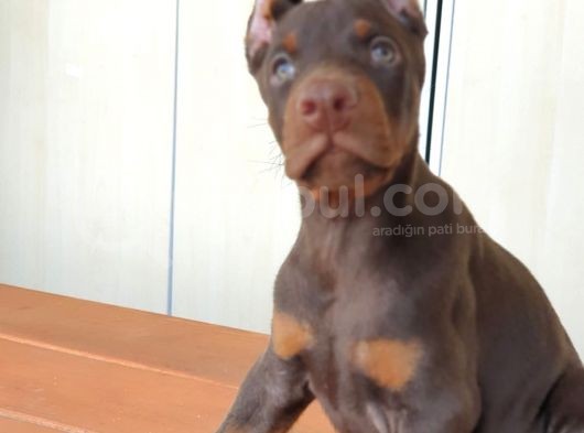 Üst Kalite Mikroçipli Secereli Doberman Yavruları görsel
