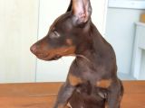 Üst Kalite Mikroçipli Secereli Doberman Yavruları
