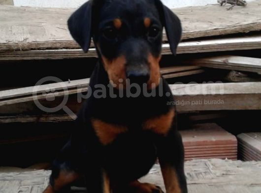 Üst Kalite Mikroçipli Secereli Doberman Yavruları görsel