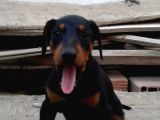 Üst Kalite Mikroçipli Secereli Doberman Yavruları