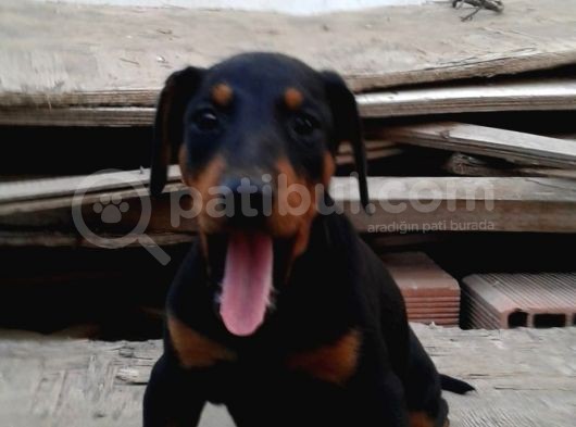 Üst Kalite Mikroçipli Secereli Doberman Yavruları görsel