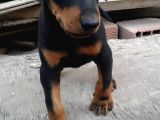 Üst Kalite Mikroçipli Secereli Doberman Yavruları