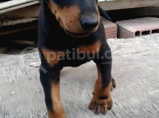 Üst Kalite Mikroçipli Secereli Doberman Yavruları görsel