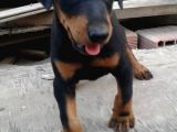 Üst Kalite Mikroçipli Secereli Doberman Yavruları