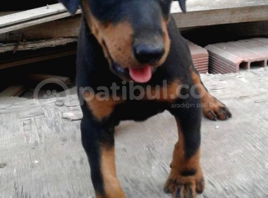 Üst Kalite Mikroçipli Secereli Doberman Yavruları görsel