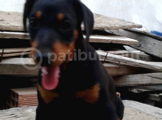 Üst Kalite Mikroçipli Secereli Doberman Yavruları görsel