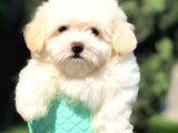 Özel Üretim Maltıpoo Yavrularımız