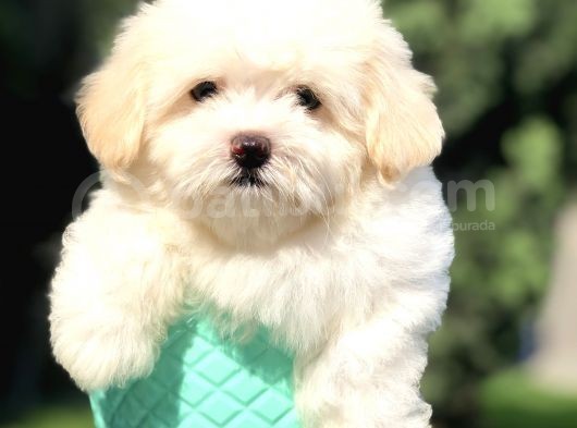 Özel Üretim Maltıpoo Yavrularımız
