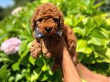 Toy Poodle