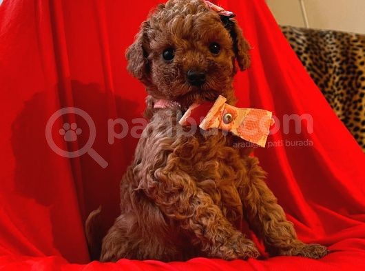 Safkan Toy Poodle Yavrularimiz görsel